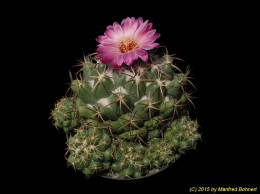 Coryphantha elephantidens 1558